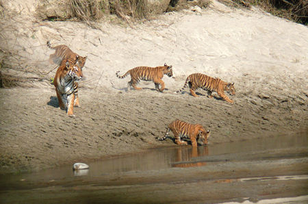 Bardia Jungle Safari 