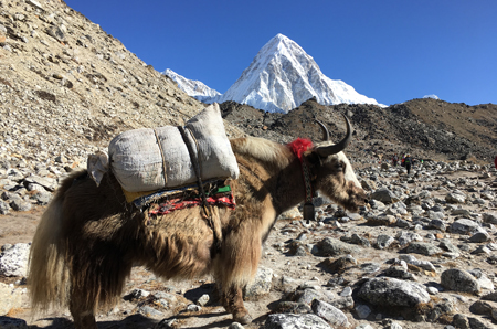 Everest Panaroma Trekking