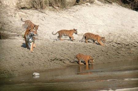 Bardia Jungle Safari 
